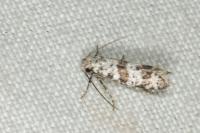 Scythropia crataegella