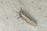 Yponomeuta sedella
