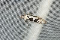 Ypsolopha sequella