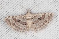 Alucita palodactyla