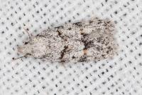 Symmoca signatella