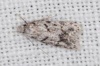 Symmoca signatella