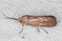 Brachodes funebris