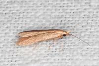 Coleophora lutipennella