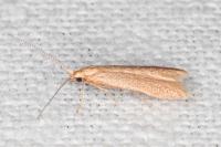 Coleophora lutipennella