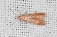 Coleophora lutipennella