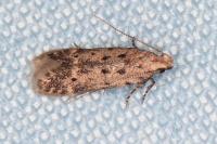 Oxypteryx nigromaculella
