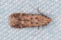 Oxypteryx nigromaculella