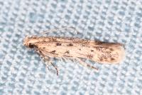 Oxypteryx nigromaculella
