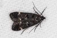 Dichomeris alacella