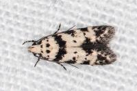 Pseudotelphusa scalella