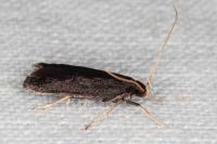 Homaloxestis briantiella