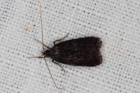 Homaloxestis briantiella