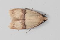 Odites kollarella