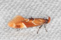 Epicallima formosella