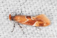 Epicallima formosella