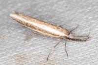Pleurota aristella