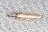 Pleurota aristella