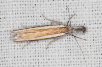 Pleurota aristella