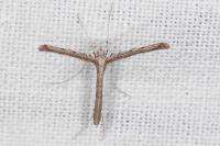 Agdistis heydenii
