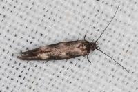 Scythris scopolella