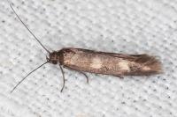 Scythris scopolella