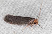 Cephimallota crassiflavella