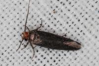 Cephimallota crassiflavella
