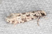 Nemapogon