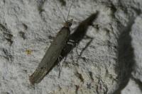 Ypsolopha ustella
