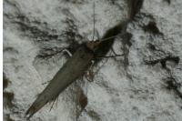 Ypsolopha ustella