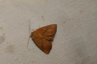 Apoda limacodes