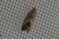 Cydia fagiglandana/splendana