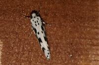 Ethmia pusiella/candidella