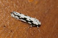 Ethmia pusiella/candidella