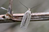 Agonopterix pallorella