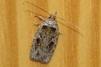 Agonopterix ocellana