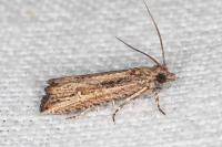 Bactra venosana