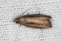 Bactra venosana