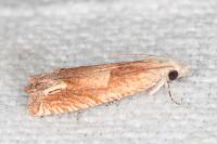 Eucosma conterminana