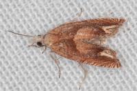 Eucosma conterminana