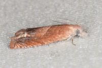 Eucosma conterminana