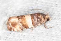 Lobesia bicinctana