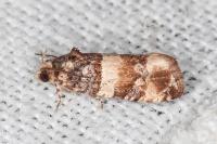 Lobesia bicinctana