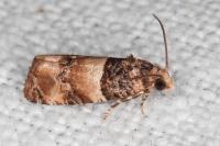 Lobesia bicinctana