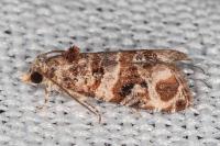 Lobesia botrana