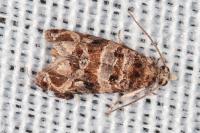 Lobesia botrana