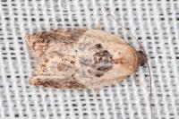 Acleris variegana