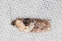 Acleris variegana