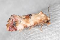 Neocochylis millierana